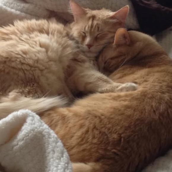 Meet your Posher, Tracy - Picture 1 of 1